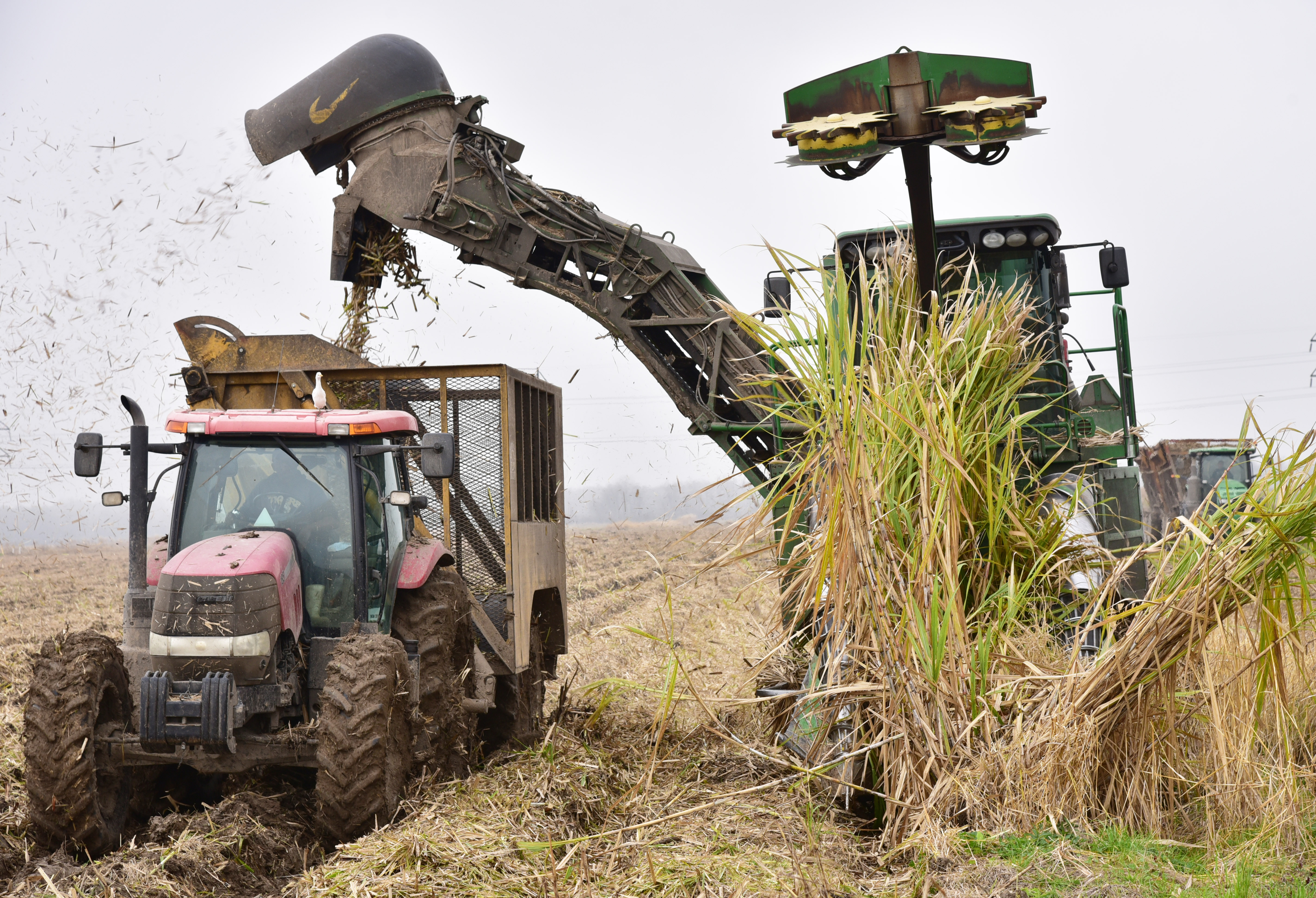 Sugarcane acreage likely to increase in 2019 